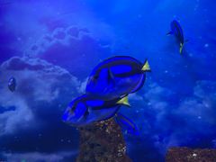 -芜湖新华联大白鲸海洋公园