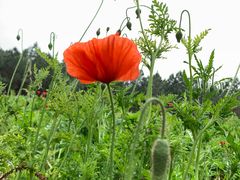 -艾溪湖湿地公园