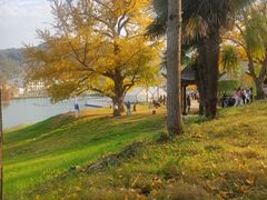 -千年银杏谷文化旅游区