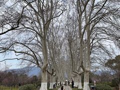 -梅花山(明孝陵内)