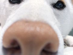 -柴务处·柴犬主题狗咖