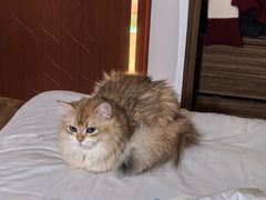-伟伟宠物医院·瑞派猫友好医院·猫科(光谷店)