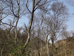 -青龙山国家森林公园