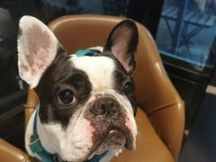 -Oh My Dog宠物沙龙(伊珊娜皮毛护理店)