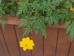 -成都市活水公园