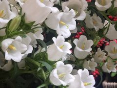 -双季花艺园艺市场(浦东店)
