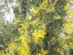 -深圳仙湖植物园