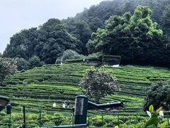-阿巧茶庄