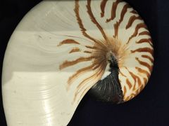 -青岛贝壳博物馆