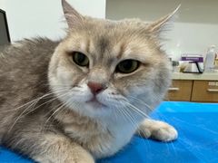 -艾贝尔宠物医院·24H转诊中心·肿瘤猫专科(江宁双龙店)