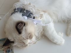 -怪兽屋·羊驼·猫咖·狗咖(俊华广场店)