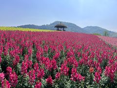 -径山花海