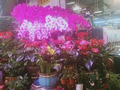 -大自然花鸟鱼虫市场