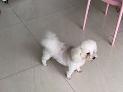 -乐琪宠物医院·犬猫专科·骨外科·急重症