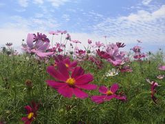 -西京湾花海