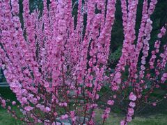android_upload_pic-景山公园