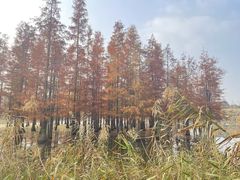 -白鹭湾湿地公园