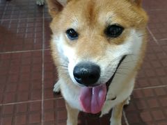 -柴犬高等学院·狗咖·柴犬售卖·宠物训练