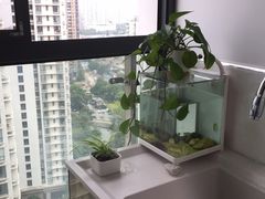 -新湖明珠城