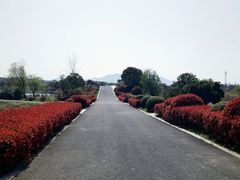 -西京湾花海