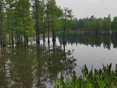 -白鹭湾湿地公园