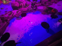 -顺德南宏海立方海洋公园