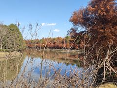 -上海海湾国家森林公园