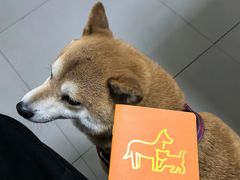 -瑞派宠物医院·24h·骨外科·皮肤科·全科宠物医疗转诊中心(沈阳浑南院)
