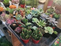 -双季花艺园艺市场(浦东店)