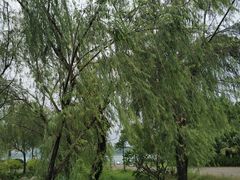-飞来湖湿地公园