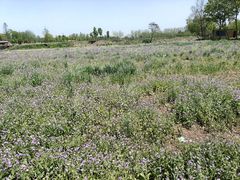 -合肥滨湖国家森林公园