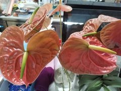 -卓花境Flowerwonderland花店