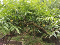 -桃源山庄·水蜜桃采摘·柴火鸡·烧烤团建(龙泉山店)