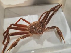 -蟹后Crabber(水悦城店)