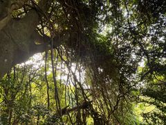 -三亚亚龙湾人间天堂鸟巢度假村