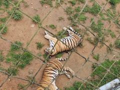 -西霞口神雕山野生动物世界