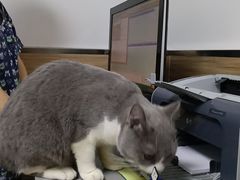 -爱侣宠医·鹦鹉专科·小型哺乳类·异宠专科(灵石路店)