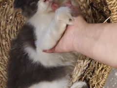 -飞行喵MR PILOT|猫舍·猫咖(静安大融城店)