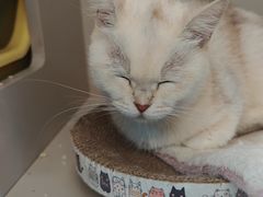 -唐小姐の私宠·宠物洗护美容·撸猫馆·购宠(周浦万达旗舰店)