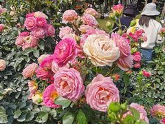 -人民公园(罗湖区)