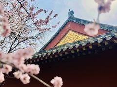 -桃花堤公园