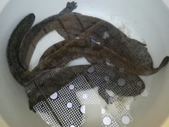 -金稼园·金平湖农家菜
