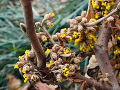 -国家植物园南园