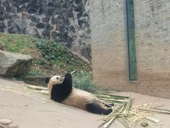 -都江堰中华大熊猫苑