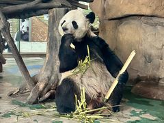 -成都动物园