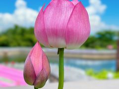 -广州莲花山旅游区