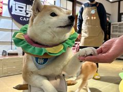 -逗柴咖啡屋·狗咖猫咖宠物桌游