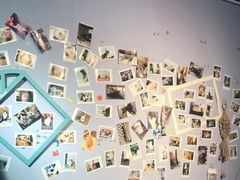 -喵屿·大理花园猫咖