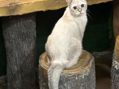 -猫猫幼稚园·撸猫·桌游·电玩