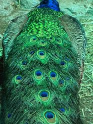 -Zoolung Zoolung动物主题公园(海信广场店)